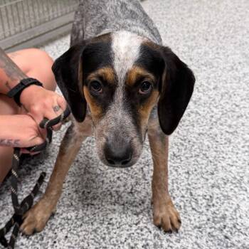 Ashlie -  Beagle and Australian Cattle Dog Blue Heeler Dog for Adoption in Madisonville, Tennessee - Ashlie | PetCurious