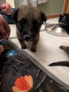 Rescue Belgian Shepherd Malinois Dogs for Adoption in Imlay City, Michigan - Baby Bowser- Located In Colorado | PetCurious