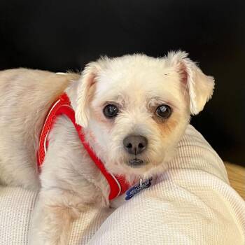 Zest 14235 -  Poodle Dog for Adoption in San Francisco, California - Zest 14235 | PetCurious