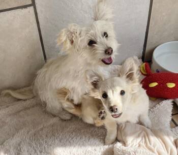Rescue Maltese and Pomeranian Dogs for Adoption in Canutillo, Texas - Miko And Milo | PetCurious