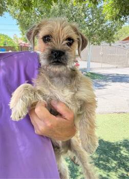 Border Terrier and Pug Dogs Available for Adoption in Temecula, California - Eddie | PetCurious