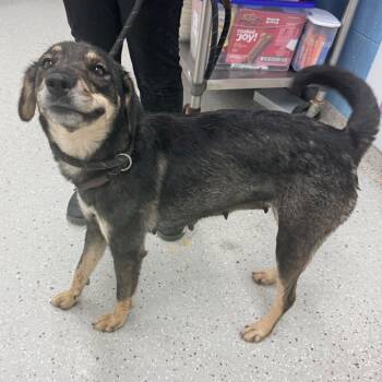 June -  Bluetick Coonhound Dog for Adoption in Indianapolis, Indiana - June | PetCurious