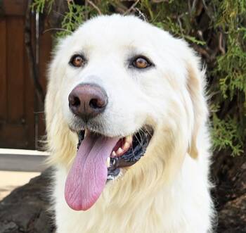 Winsome Ms Wilma Pyr - Gentle Lady -  Great Pyrenees Dog for Adoption in North Valley, New Mexico - Winsome Ms Wilma Pyr - Gentle Lady | PetCurious