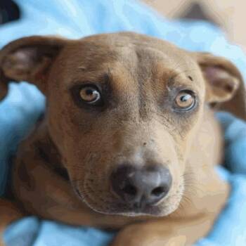 Private Pete -  Labrador Retriever Dog for Adoption in Hagerstown, Maryland - Private Pete | PetCurious