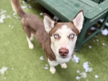 Siberian Husky Dogs Available for Adoption - Venus | PetCurious