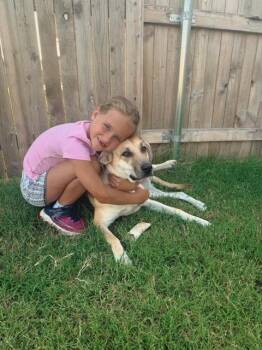Sadi -  Anatolian Shepherd and Yellow Labrador Retriever Dog for Adoption in Piedmont, Oklahoma - Sadi | PetCurious