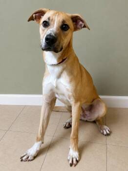 Tux -  Mixed Breed Dog Available for Adoption in Taycheedah, Wisconsin - Tux | PetCurious
