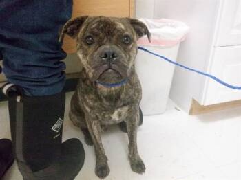 Staffordshire Bull Terrier and Pug Dogs Available for Adoption - BUTTE | PetCurious
