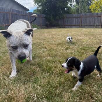 Nix -  Terrier and Mixed Breed Dog for Adoption in Newberg, Oregon - Nix | PetCurious