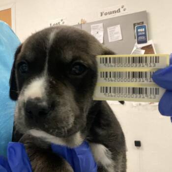Wesley Evers -  Mixed Breed Dog for Adoption in Charleston, West Virginia - Wesley Evers | PetCurious