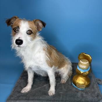 Tino -  Jack Russell Terrier Dog for Adoption in San Antonio, Texas - Tino | PetCurious