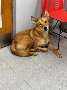 Husky and Australian Kelpie Dogs Available for Adoption in Sorrento, Louisiana - Roscoe Jr | PetCurious
