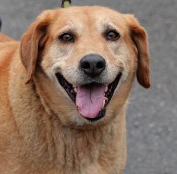 Retriever Dogs Available for Adoption - Judy | PetCurious