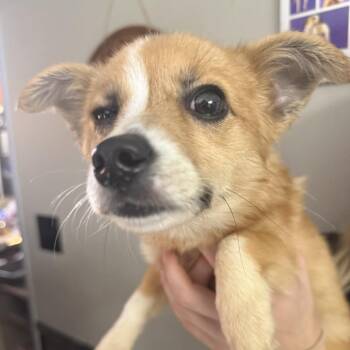 Wadsworth Ohio -  Chihuahua Dog for Adoption in Savannah, Georgia - Wadsworth Ohio | PetCurious
