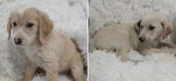 Bonnie -  Retriever and Collie Dog for Adoption in Hobart, Indiana - Bonnie | PetCurious