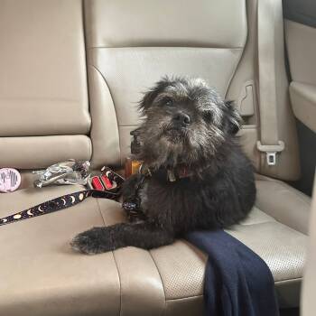 Rescue Terrier Dogs for Adoption in Helena, Alabama - Merlin | PetCurious