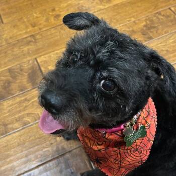 STELLA -  Poodle and Mixed Breed Dog for Adoption in Pleasanton, California - STELLA | PetCurious