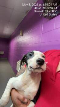Dogo Argentino and Border Collie Dogs Available for Adoption in Rowlett, Texas - David Ruffin | PetCurious