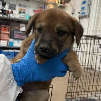 German Shepherd Dog Dogs Available for Adoption - Yareli | PetCurious