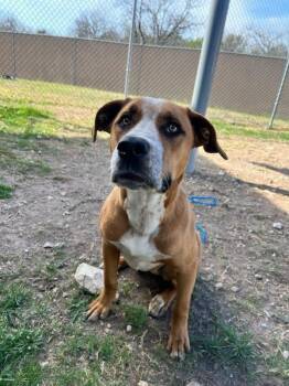 American Staffordshire Terrier Dogs Available for Adoption - Max | PetCurious