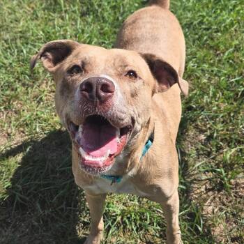 Timothy -  American Bulldog Dog for Adoption in Shepherdsville, Kentucky - Timothy | PetCurious