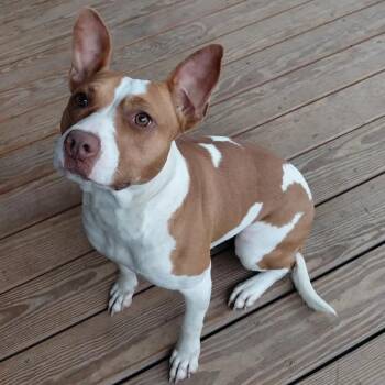 Lucy (Courtesy Post) -  Mixed Breed Dog for Adoption in Durham, North Carolina - Lucy (Courtesy Post) | PetCurious