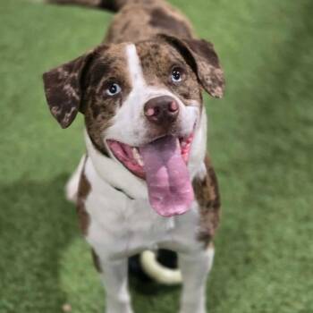 Catahoula Leopard Dog Dogs Available for Adoption - Mudd Bud | PetCurious