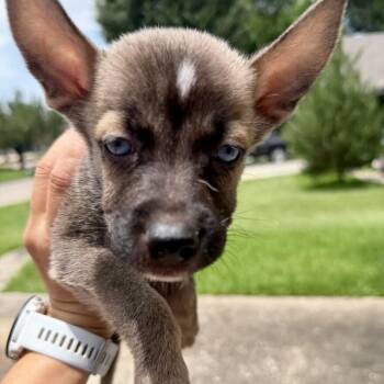 Johannes -  Shepherd and Mixed Breed Dog for Adoption in Houston, Texas - Johannes | PetCurious