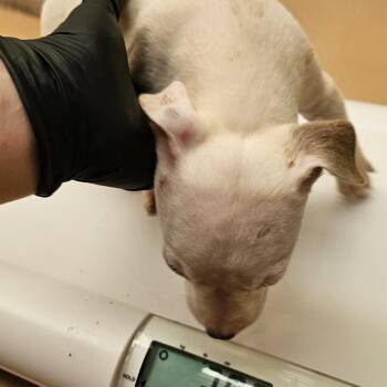 Buzz -  Mixed Breed Dog for Adoption in Winston-salem, North Carolina - Buzz | PetCurious