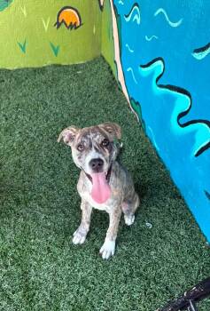 PIGLET -  Pit Bull Terrier Dog for Adoption in Vandergrift, Pennsylvania - PIGLET | PetCurious