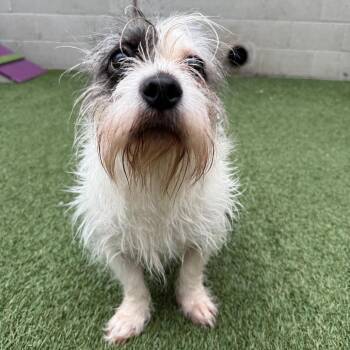 Mixed Breed Dogs Available for Adoption in Los Angeles, California - Odelia | PetCurious