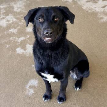 Black Labrador Retriever Dogs Available for Adoption in Chicago, Illinois - Kady | PetCurious