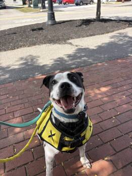 Marino -  Pit Bull Terrier Dog for Adoption in New Boston, New Hampshire - Marino | PetCurious