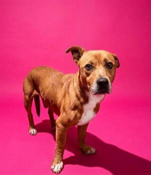 SIMBA TAMLIN -  Mixed Breed Dog for Adoption in Jacksonville, Florida - SIMBA TAMLIN | PetCurious