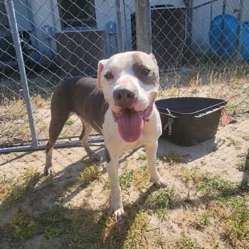 Pit Bull Terrier Dogs Available for Adoption in Valdosta, Georgia - Leon | PetCurious