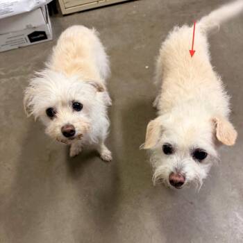 Jack (Bonded with Gizmo) -  Maltese and Chihuahua Dog for Adoption in Park Falls, Wisconsin - Jack (Bonded With Gizmo) | PetCurious