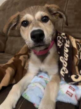 Prayer -  German Shepherd Dog and Great Pyrenees Dog for Adoption in Morton Grove, Illinois - Prayer | PetCurious