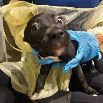 Stubby -  Mixed Breed Dog for Adoption in Englewood, Florida - Stubby | PetCurious