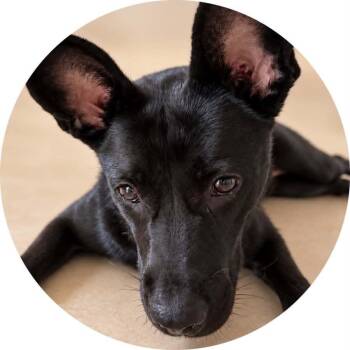 Shadow -  Belgian Shepherd Laekenois and Basenji Dog for Adoption in Mount Holly, New Jersey - Shadow | PetCurious