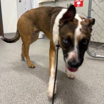 Lanie -  Mixed Breed Dog for Adoption in Matteson, Illinois - Lanie | PetCurious