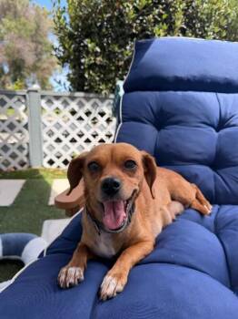 Maple -  Beagle Dog for Adoption in Manhattan Beach, California - Maple | PetCurious