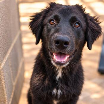 Merlin -  Mixed Breed Dog for Adoption in Otisfield, Maine - Merlin | PetCurious