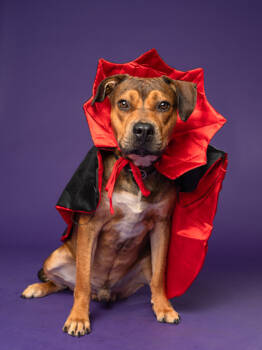 Rescue Mixed Breed Dogs for Adoption in Atlanta, Georgia - Papa | PetCurious