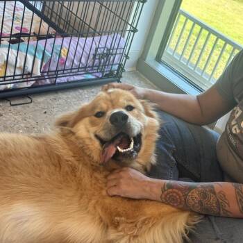 Tennessee -  Mixed Breed Dog for Adoption in Bentonville, Arkansas - Tennessee | PetCurious