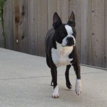 Daisy in CO -  Boston Terrier Dog Available for Adoption - Daisy In CO | PetCurious