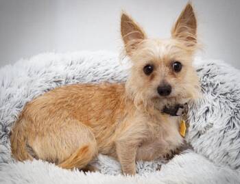 Sammy available at Charlie