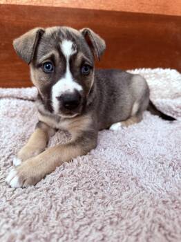 Tibby -  Husky and German Shepherd Dog Dog for Adoption in Spokane, Washington - Tibby | PetCurious