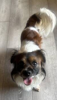 Rescue Tibetan Spaniel and Chihuahua Dogs for Adoption in Manhattan Beach, California - Maximilian!! | PetCurious