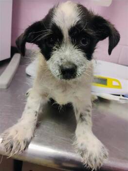 61290129 -  Terrier and Mixed Breed Dog for Adoption in El Paso, Texas - 61290129 | PetCurious