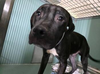Rook -  Mixed Breed Dog for Adoption in New York, New York - Rook | PetCurious